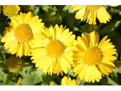 Gaillardia maxima sale aurea