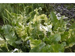 Armoracia rusticana " Variegata " - ken selsk pestrolist Zahradnictv  Krulichovi - zahradnictv, kvtinstv, trvalky, skalniky, bylinky a  koen