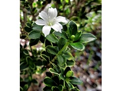 Serissa foetida " Variegata " - strom tisce hvzd Zahradnictv Krulichovi  - zahradnictv, kvtinstv, trvalky, skalniky, bylinky a koen