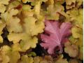 Heuchera 