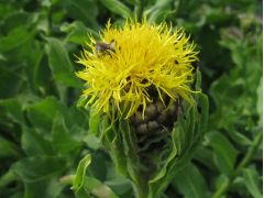 Centaurea macrocephala - chrpa