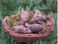 Helianthus tuberosus - topinambur, židovské brambory, jeruzalémské artyčoky