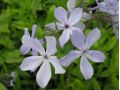 Phlox divaricata ssp. laphamii - plamenka rozkladitá