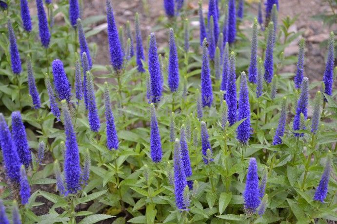 Veronica spicata " Royal Candles " - rozrazil Zahradnictví Krulichovi