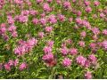 Monarda  