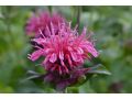Monarda  