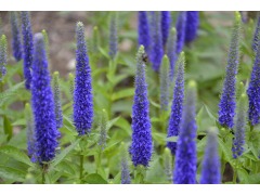 Veronica ( Pseudolysimachion ) spicata " Goodness Grows " - rozrazil