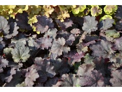 Heuchera " Midnight Bayou " ® - dlužicha Zahradnictví Krulichovi ...