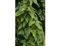Dioscorea japonica - smldinec japonský, yam japonský