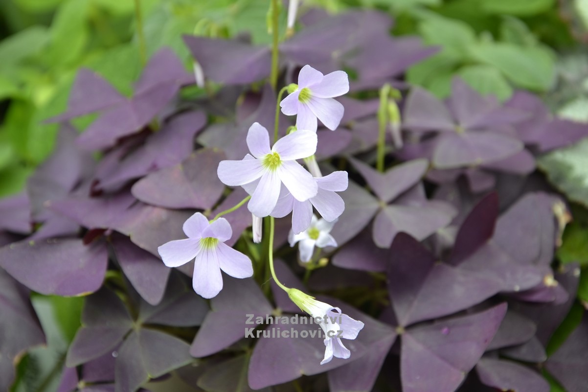 Oxalis regnellii ( triangularis ) Atropurpurea ????avel trojhrann??