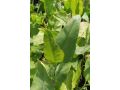 Lepidium latifolium - řeřicha širolistá