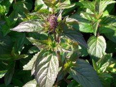 Mentha spicata 