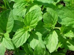 Mentha piperita