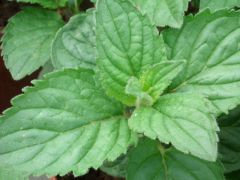 Mentha×piperita´Multimentha´ - máta