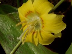 Erythronium 