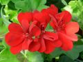 Pelargonium peltatum - pelargonie,muškát převislý