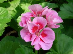 Pelargonium zonale - pelargonie,muškát