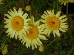 Anthemis tinctoria 