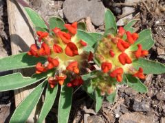 Anthyllis vulneraria ssp. coccinea - úročník