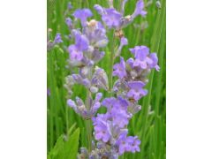 Lavandula angustifolia 