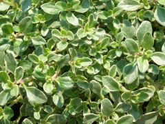 Thymus citriodorus 
