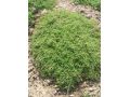 Thymus herba - barona var. citriodora - tymián