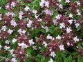Thymus herba - barona - tymián kmínový