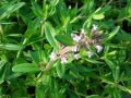 Thymus pannonicus - mateřídouška