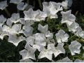 Dianthus  