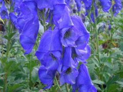 Aconitum henryi 