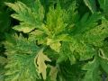 Artemisia vulgaris 