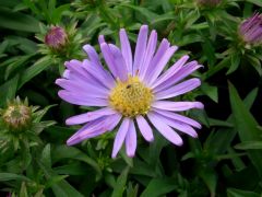 Aster 