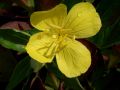 Oenothera fruticosa ssp. glauca 