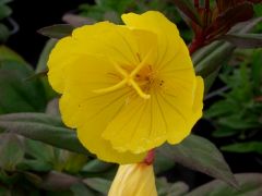 Oenothera fruticosa 
