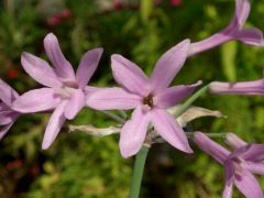 Tulbaghia violacea - tulbaghie, česnek pokojový