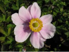 Anemone × hybrida  