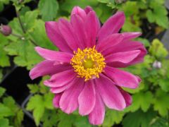 Anemone hupehensis var. japonica 