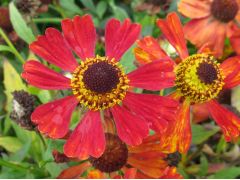 Helenium × hybridum 
