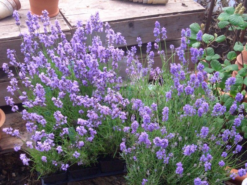 Lavandula angustifolia " Aromatico Blue Compact " levandule