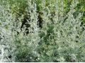 Artemisia santonicum - pelyněk