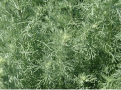 Artemisia santonica - pelyněk