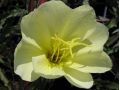 Oenothera odorata 