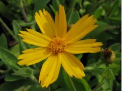 Coreopsis pubescens 