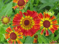 Helenium × hybridum 