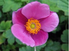 Anemone nemorosa 