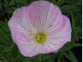 Oenothera speciosa 