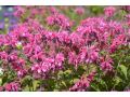 Monarda  