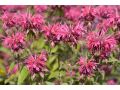 Monarda  