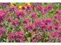 Monarda  