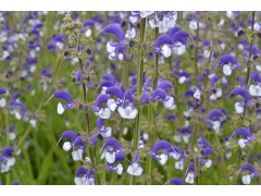 Salvia Pratensis Madeline Salvej Lucni Zahradnictvi